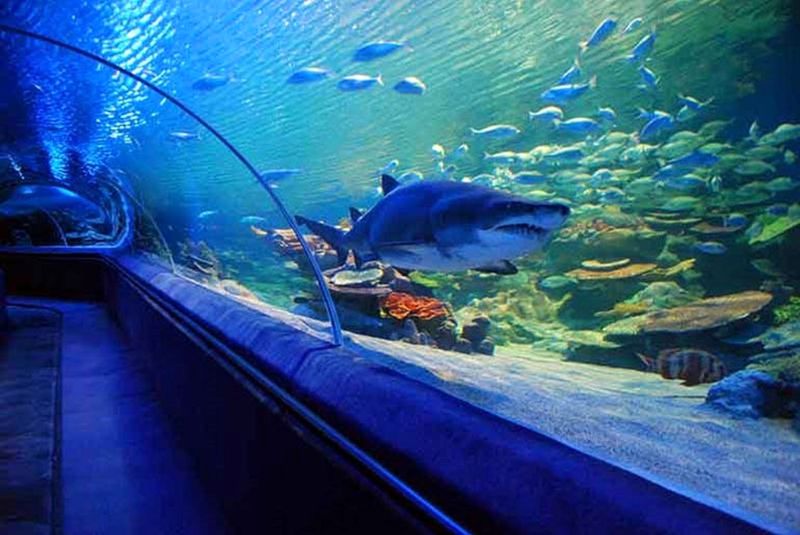 The Difference Between Aquariums and Aquarium Boats