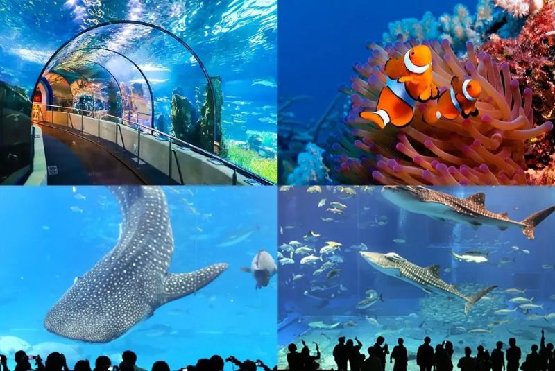 About Kish Aquarium