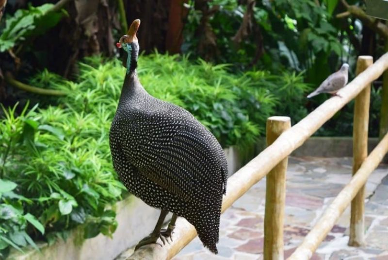 Residents of Kish Bird Park