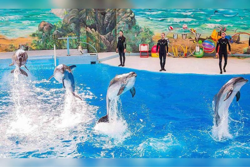 About Kish Dolphin Park