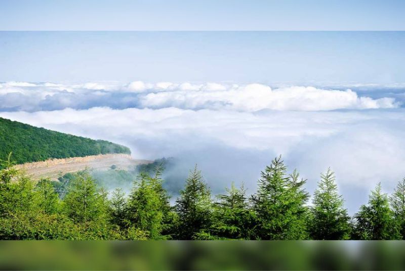 The Best Time to Visit the Cloud Forest