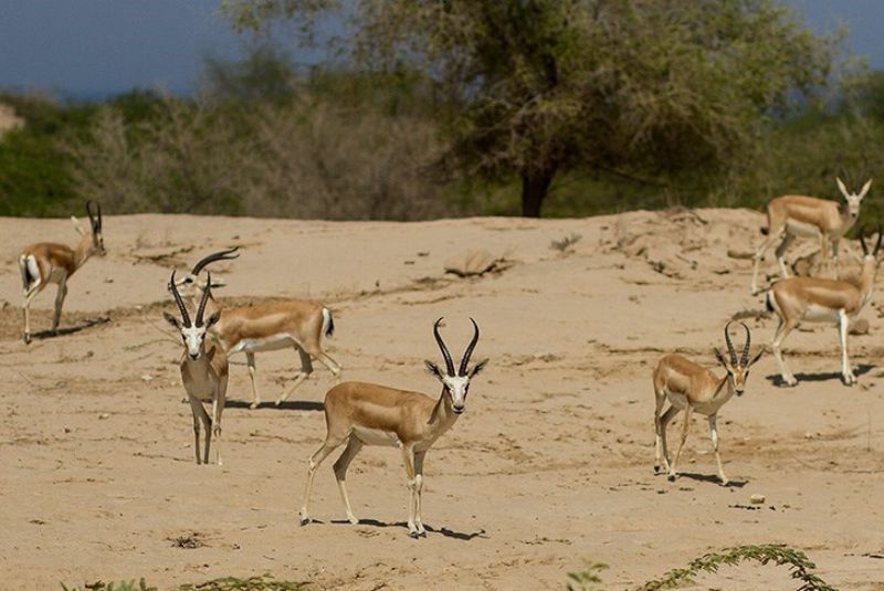 Wildlife on Kharg Island