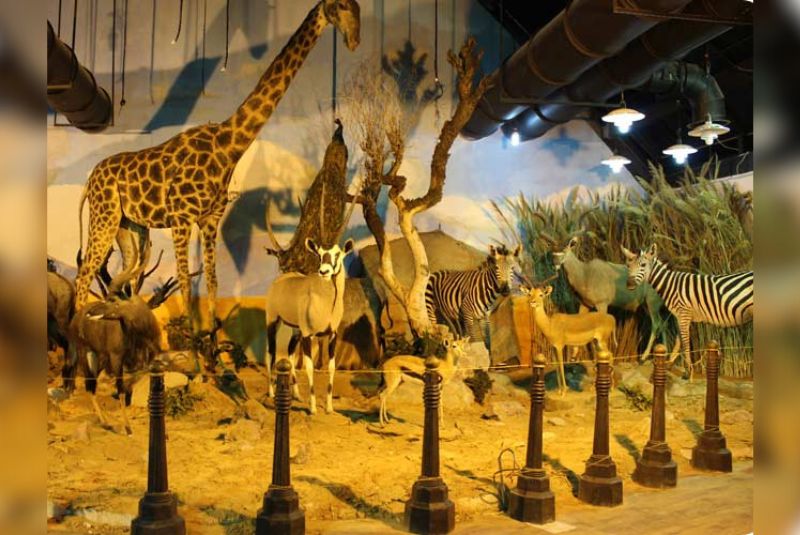 History of the Darabad Museum of Natural History