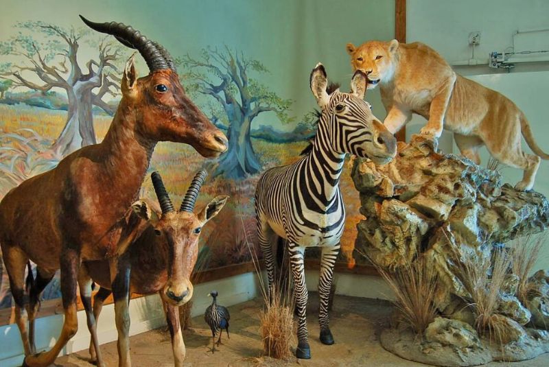 About the Darabad Museum of Natural History