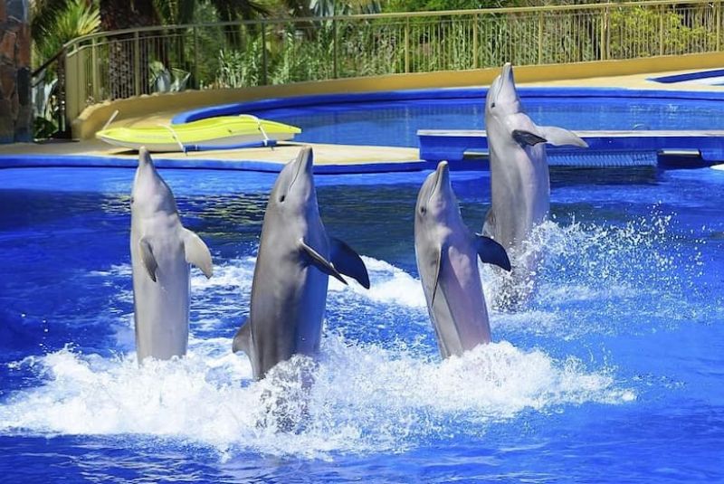 Kish Island Dolphin Show