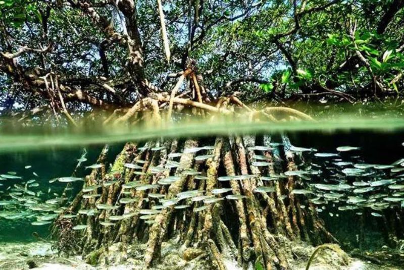 Functions of the Mangroves