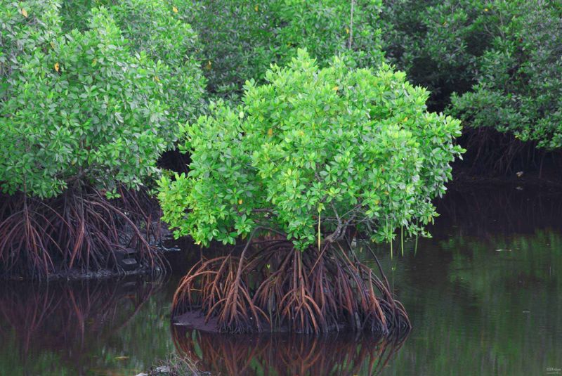 The Flora of Harra Sea Forest