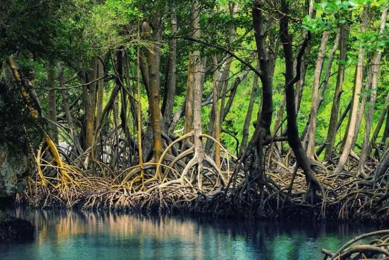 Features of the Mangroves in Harra Sea Forest