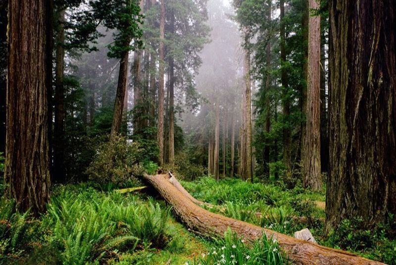 Orost Forest